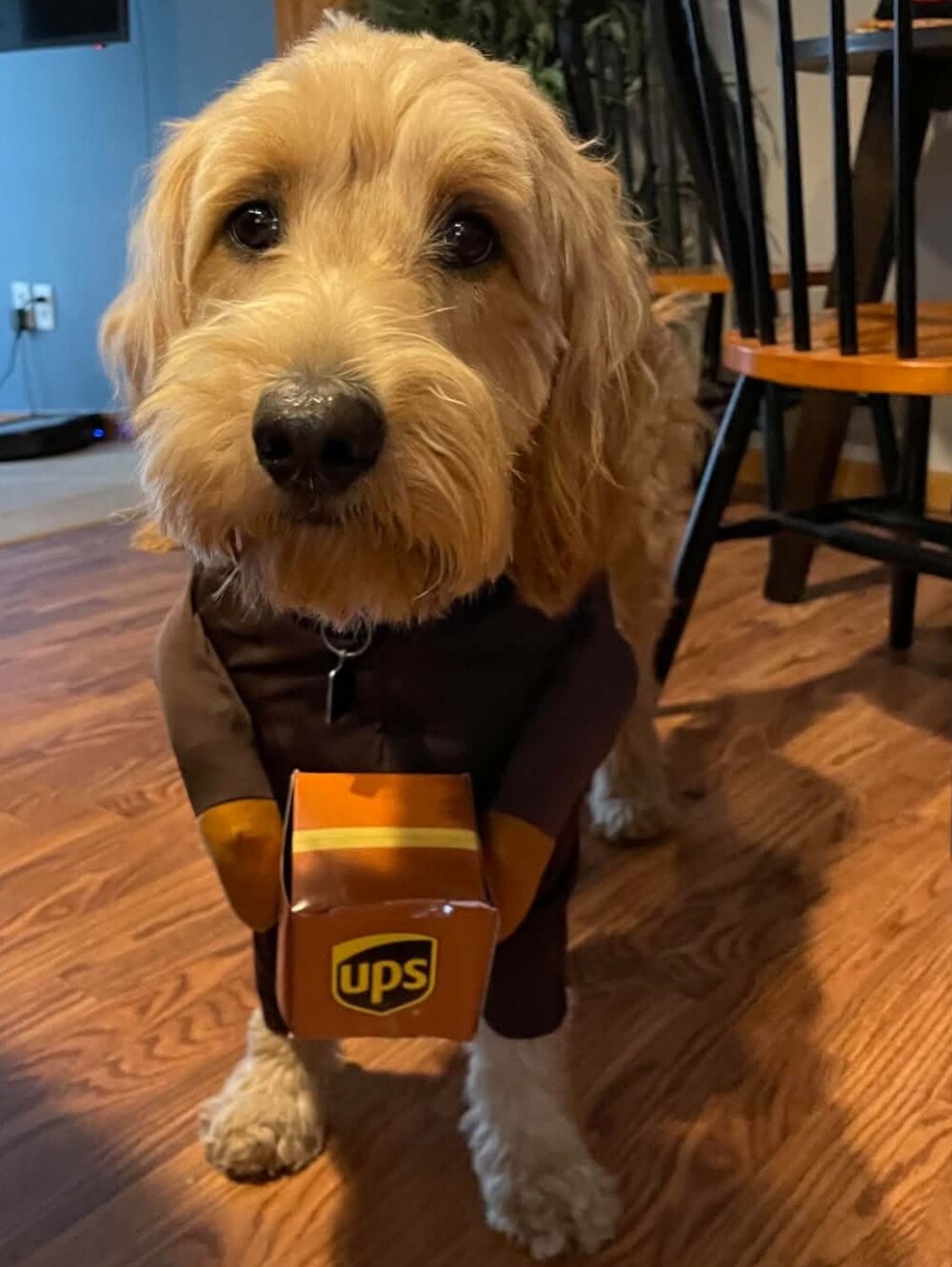 UPS Driver Dog Costume - Pet Delivery Outfit